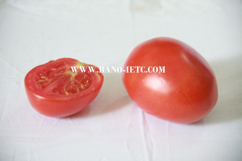 tomato 2 japanese
